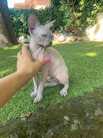 Gattina Sphynx