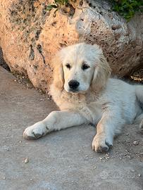 Cucciola di golden retriever
