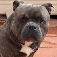 American bully poket