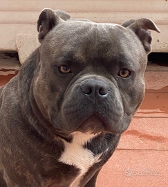 American bully poket