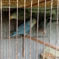 Inseparabili roseicollins mutati
