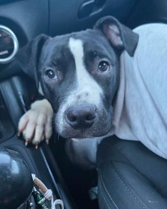 Amstaff maschio