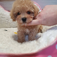 Splendidi cuccioli di Barboncino Mini Toy