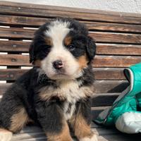 Cuccioli bovaro del Bernese