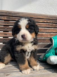 Cuccioli bovaro del Bernese