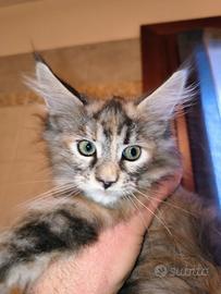 Cuccioli Maine coon
