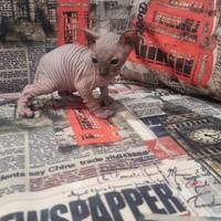 Cuccioli di sphynx trasporto in tutta italia