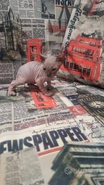 Cuccioli di sphynx trasporto in tutta italia