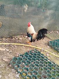 1 gallo in cambio di una gallina