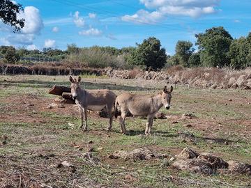 Asinelli Sardi Biologici