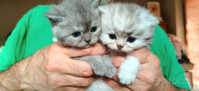 Cuccioli British Scottish