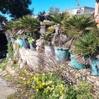 palmette palme nane Chamaerops humilis e cycas