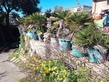 palmette palme nane Chamaerops humilis e cycas