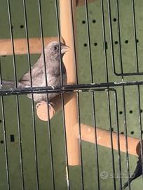 Passeri del Giappone 2025