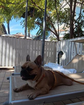 Bulldog francese per monta