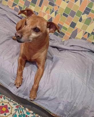NINO 8 ANNI HA PERSO TUTTO, ferrara