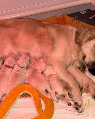 Cuccioli Golden Retriever