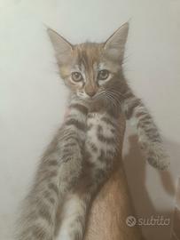 Gattina