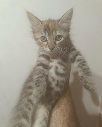 Gattina