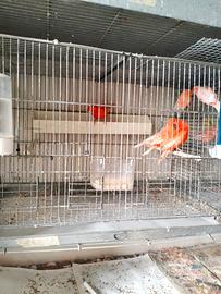 Coppie di canarini riproduttrici