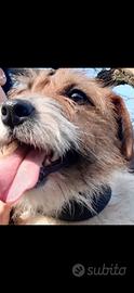 Jack russell terrier con pedigree