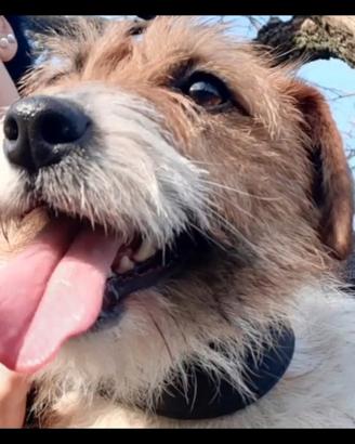 Jack russell terrier con pedigree