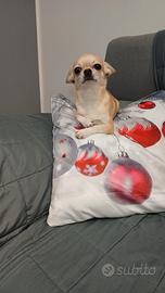 Chihuahua maschio disponibile per accoppiamento