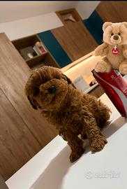 Barboncini toy e mini toy