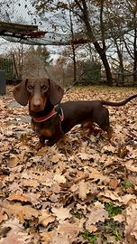 Bassotto nano per monta