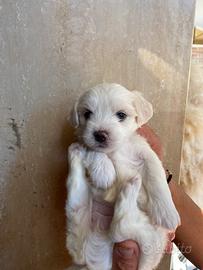 Cane maltese toy