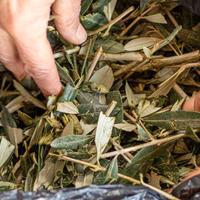 cippato, concime, pacciamatura naturale