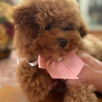 Mini Toy disponibili