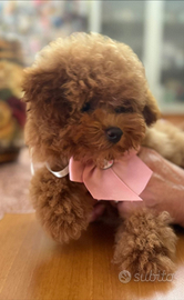 Mini Toy disponibili