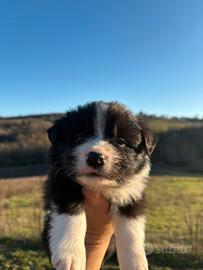 Border collie