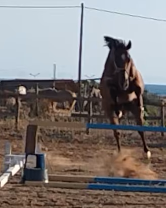 cavalla psi