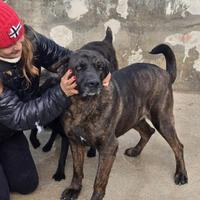 Mix Corso italiano femmina