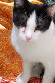 Ciro Gattino Bianco e Nero gia sterilizzato