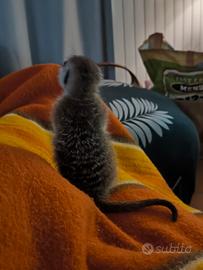 suricata