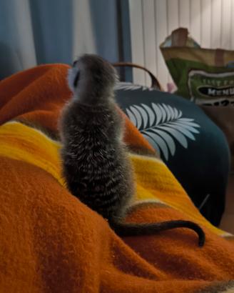 suricata