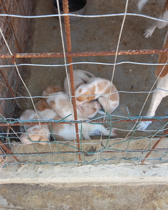 Beagle