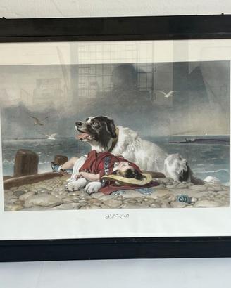 TERRANOVA E CANI MOLOSSOIDI