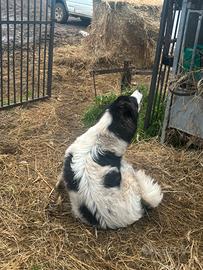 Pastore del Caucaso-Maremmano