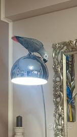 Cenerino 9 mesi maschio