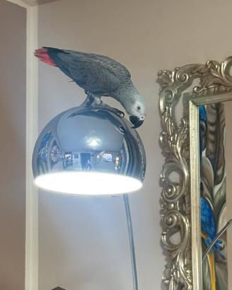 Cenerino 9 mesi maschio