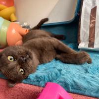 Gattino di quattro mesi pronto per essere adottato