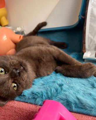 Gattino di quattro mesi pronto per essere adottato