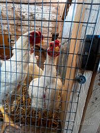 Gallo Ko shamo Bianco