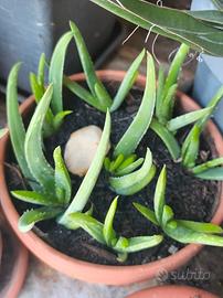 Piantine aloe vera