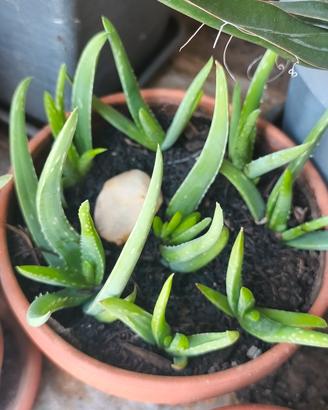 Piantine aloe vera