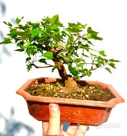 Prebonsai shohin burgeriano